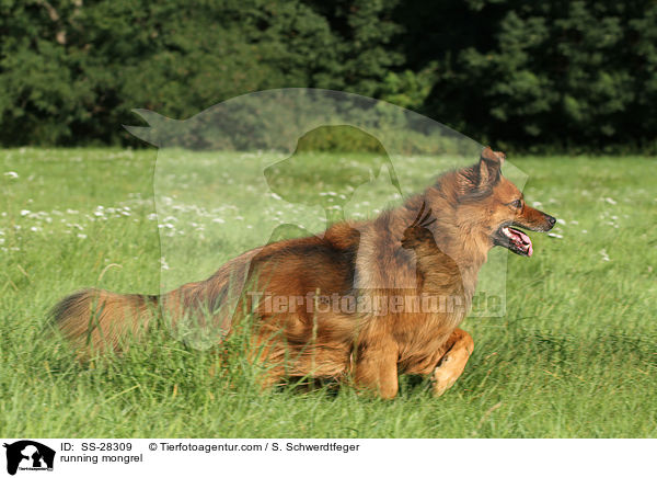 rennender Spitz-Mix / running mongrel / SS-28309