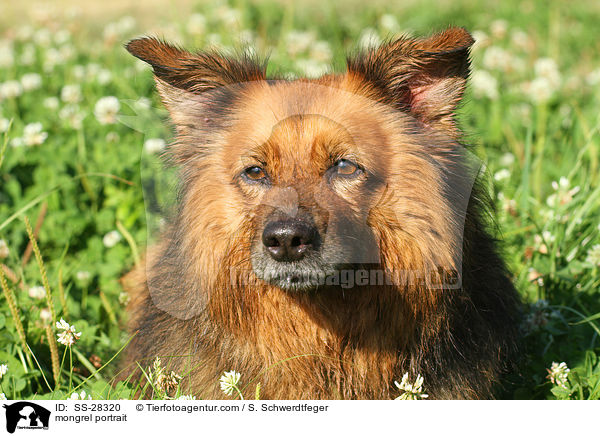 Spitz-Mix Portrait / mongrel portrait / SS-28320