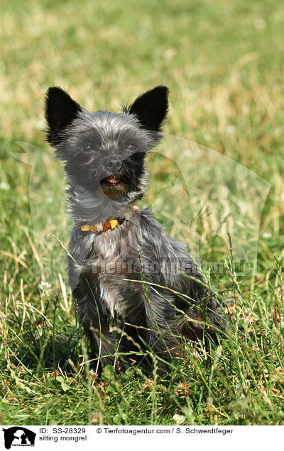 sitzender Yorkshire-Malteser-Mix / sitting mongrel / SS-28329