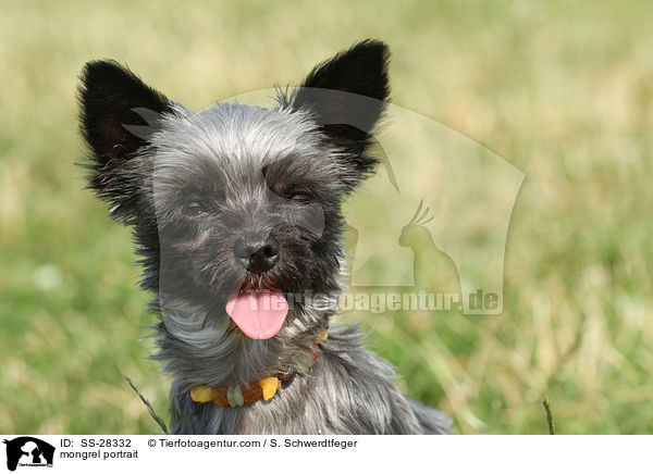 Yorkshire-Malteser-Mix Portrait / mongrel portrait / SS-28332