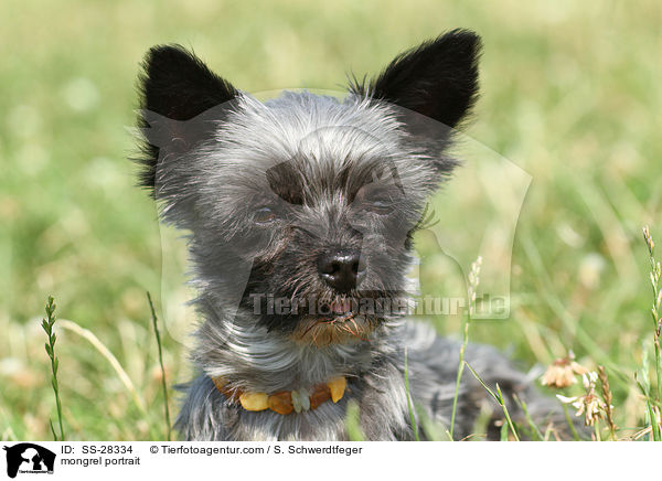 Yorkshire-Malteser-Mix Portrait / mongrel portrait / SS-28334