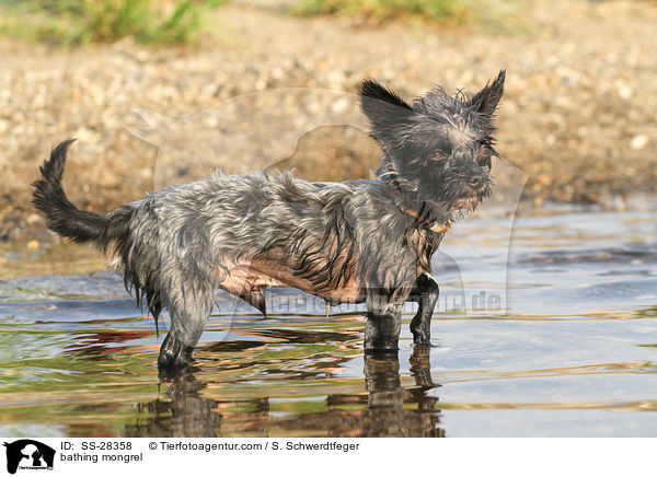 badender Yorkshire-Malteser-Mix / bathing mongrel / SS-28358