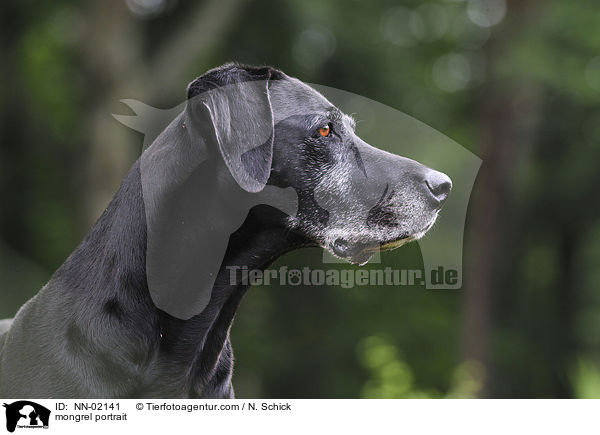 Rhodesian-Ridgeback-Dogge-Mix Portrait / mongrel portrait / NN-02141