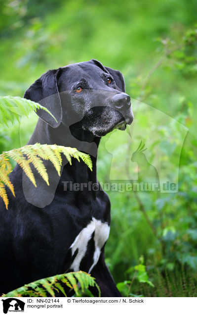Rhodesian-Ridgeback-Dogge-Mix Portrait / mongrel portrait / NN-02144