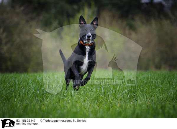 rennender Schferhund-Labrador-Mix / running mongrel / NN-02147