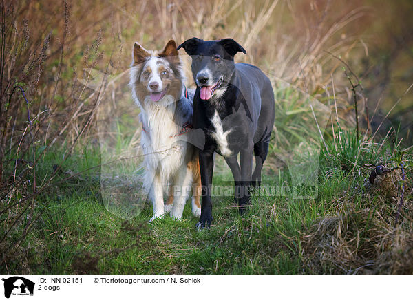 2 Hunde / 2 dogs / NN-02151