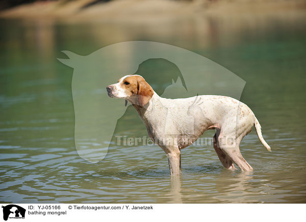 badender Pointer-Mix / bathing mongrel / YJ-05166