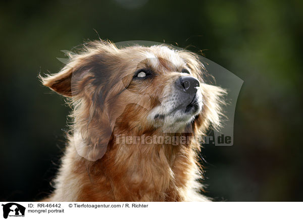 Mischling Portrait / mongrel portrait / RR-46442