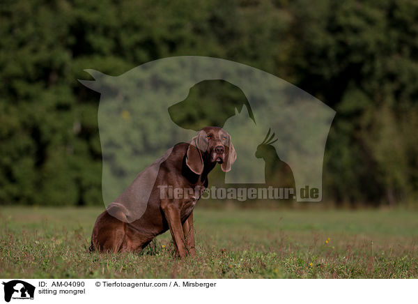 sitzender Bloodhound-Deutsch-Kurzhaar-Mix / sitting mongrel / AM-04090