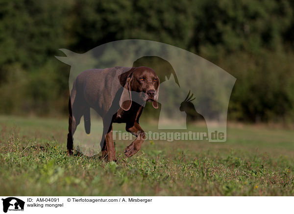 laufender Bloodhound-Deutsch-Kurzhaar-Mix / walking mongrel / AM-04091