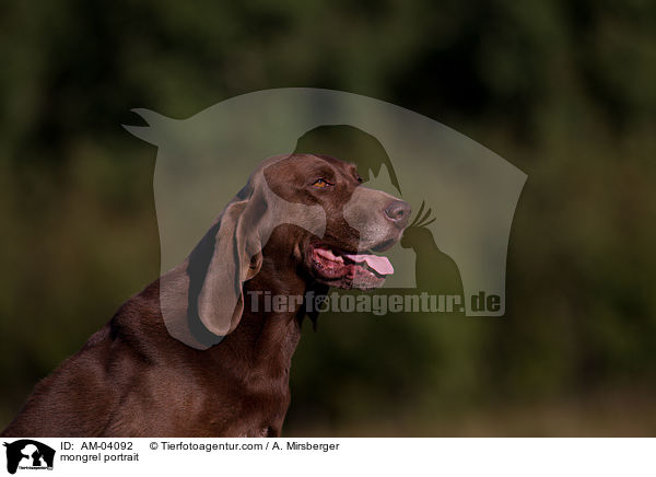 Bloodhound-Deutsch-Kurzhaar-Mix Portrait / mongrel portrait / AM-04092