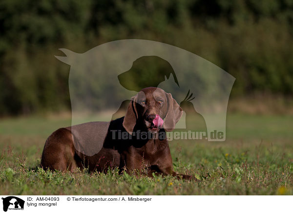 liegender Bloodhound-Deutsch-Kurzhaar-Mix / lying mongrel / AM-04093