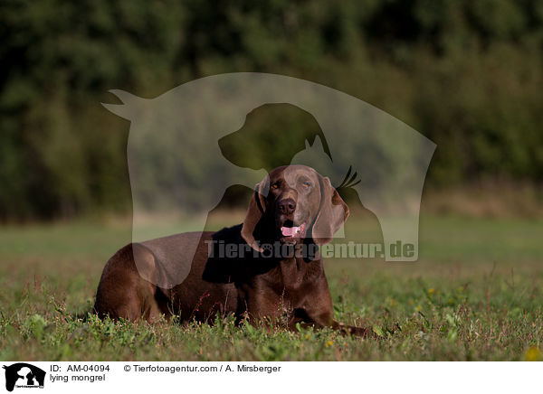 liegender Bloodhound-Deutsch-Kurzhaar-Mix / lying mongrel / AM-04094