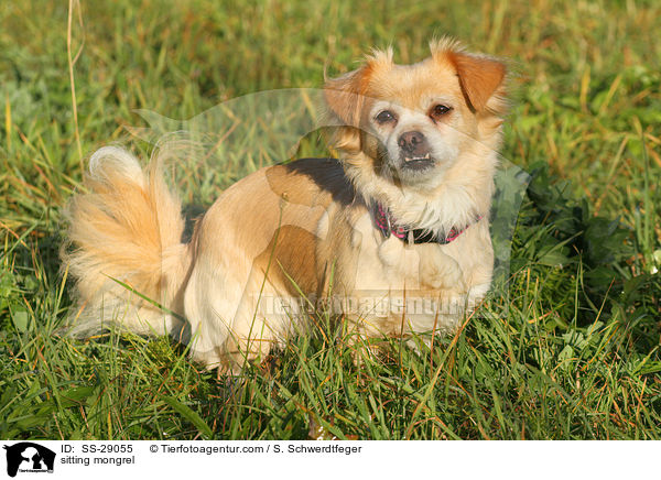 sitzender Chihuahua-Mix / sitting mongrel / SS-29055