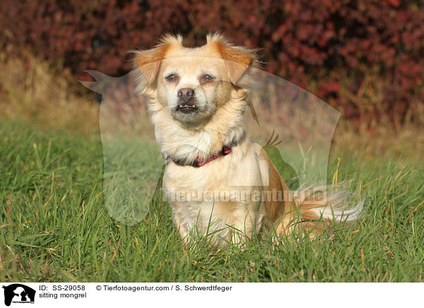 sitzender Chihuahua-Mix / sitting mongrel / SS-29058