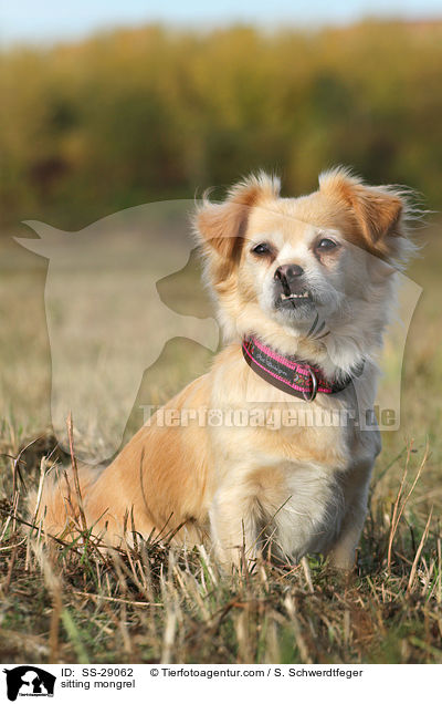 sitzender Chihuahua-Mix / sitting mongrel / SS-29062