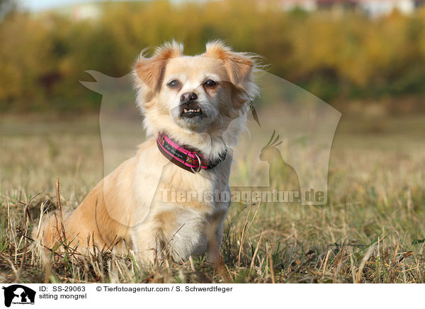 sitzender Chihuahua-Mix / sitting mongrel / SS-29063