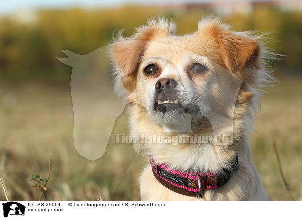 Chihuahua-Mix Portrait / mongrel portrait / SS-29064