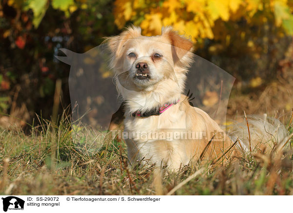 sitzender Chihuahua-Mix / sitting mongrel / SS-29072