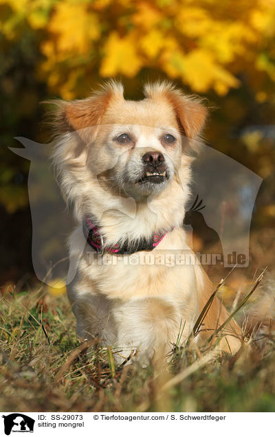 sitzender Chihuahua-Mix / sitting mongrel / SS-29073