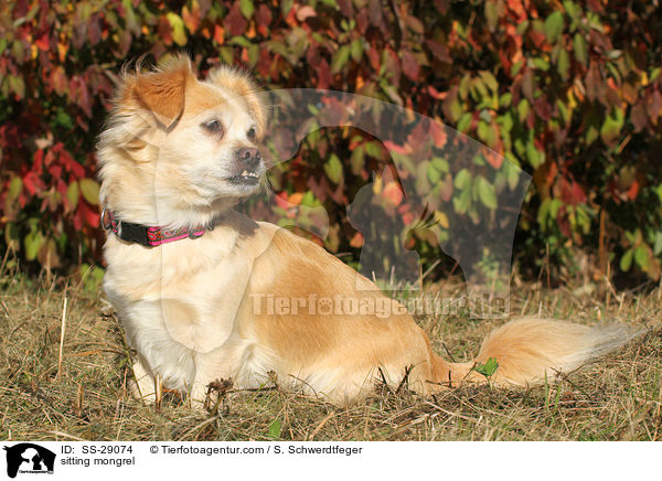 sitzender Chihuahua-Mix / sitting mongrel / SS-29074