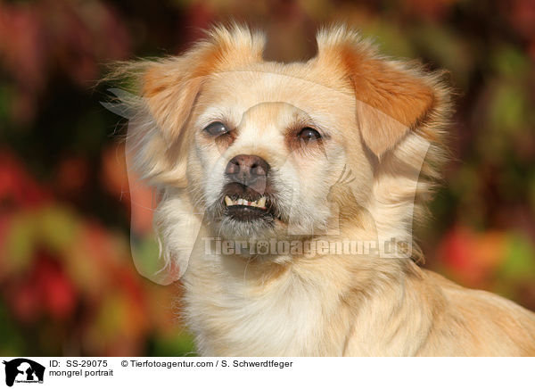 Chihuahua-Mix Portrait / mongrel portrait / SS-29075