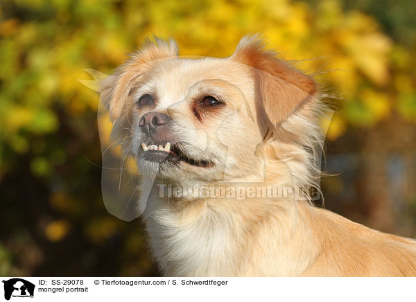 Chihuahua-Mix Portrait / mongrel portrait / SS-29078