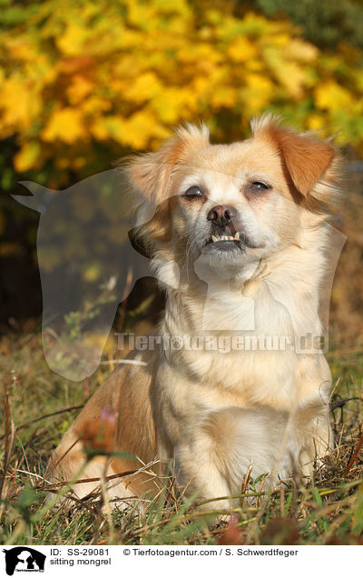 sitzender Chihuahua-Mix / sitting mongrel / SS-29081