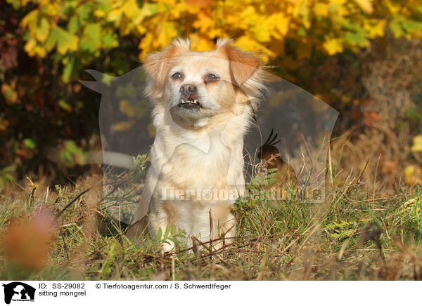 sitzender Chihuahua-Mix / sitting mongrel / SS-29082