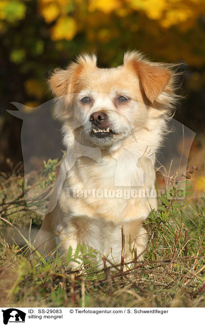 sitzender Chihuahua-Mix / sitting mongrel / SS-29083