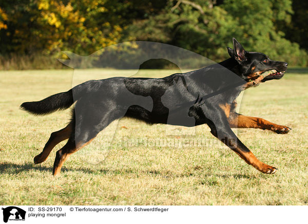 spielender Hovawart-Schferhund-Mix / playing mongrel / SS-29170