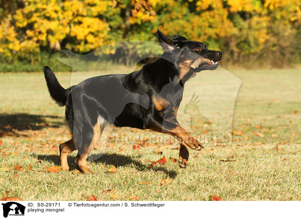 spielender Hovawart-Schferhund-Mix / playing mongrel / SS-29171