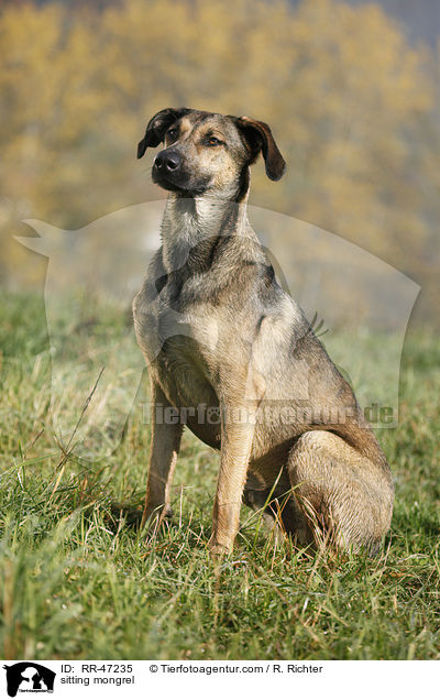 sitzender Mischling / sitting mongrel / RR-47235