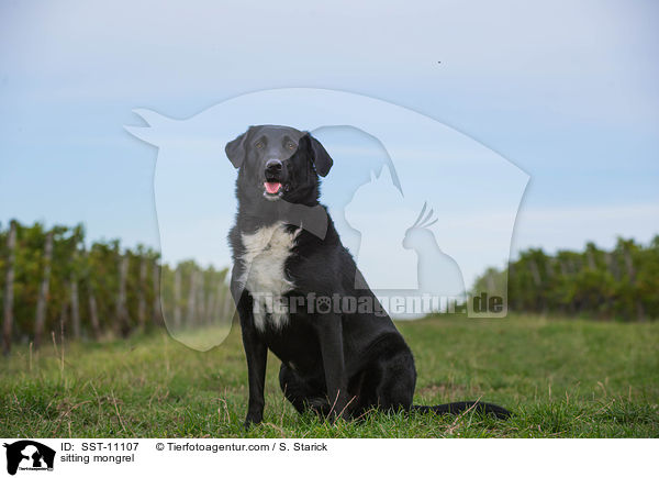 sitzender Border-Collie-Labrador-Retriever-Mix / sitting mongrel / SST-11107