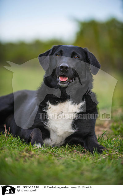 liegender Border-Collie-Labrador-Retriever-Mix / lying mongrel / SST-11110