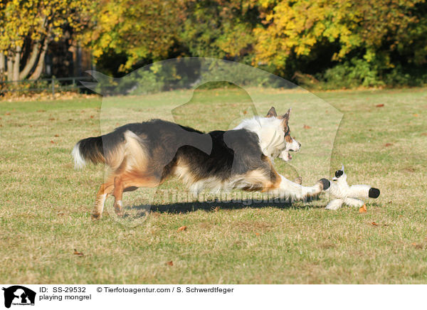 spielender Australian-Shepherd-Mischling / playing mongrel / SS-29532