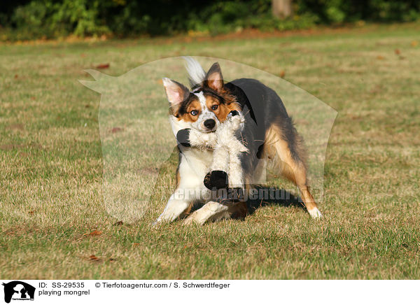 spielender Australian-Shepherd-Mischling / playing mongrel / SS-29535