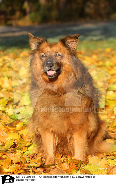 sitzender Spitz-Mix / sitting mongrel / SS-29645