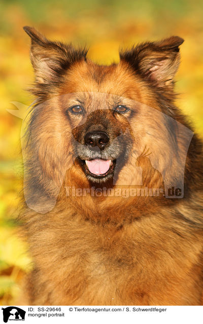 Spitz-Mix Portrait / mongrel portrait / SS-29646