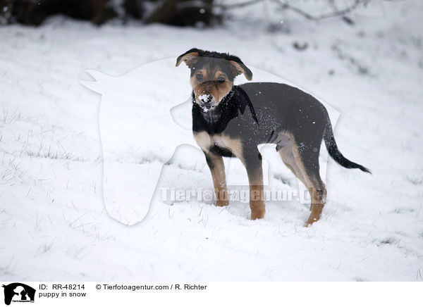 Welpe im Schnee / puppy in snow / RR-48214