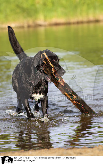 apportierender Labrador-Mix / retrieving mongrel / JH-17521