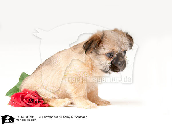 Chihuahua-Shih-Tzu-Mix Welpe / mongrel puppy / NS-03501