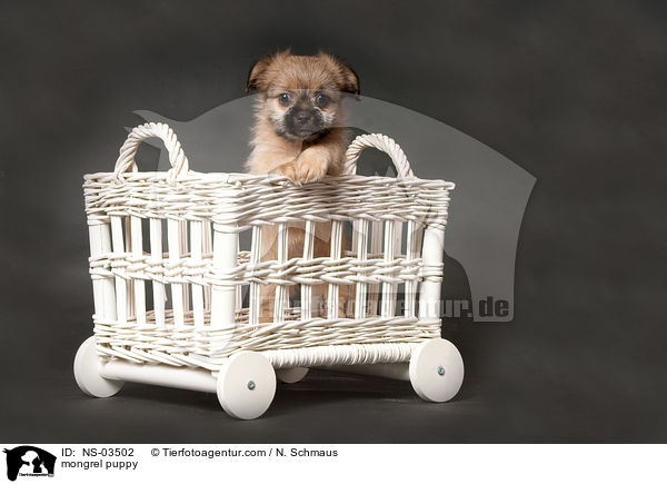 Chihuahua-Shih-Tzu-Mix Welpe / mongrel puppy / NS-03502