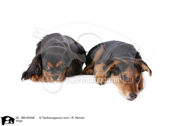 Hunde / dogs / RR-48466