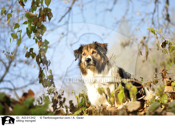 sitzender Border-Collie-Mix / sitting mongrel / AG-01342