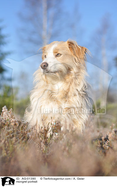 Podengo-Portugues-Mix / mongrel portrait / AG-01390