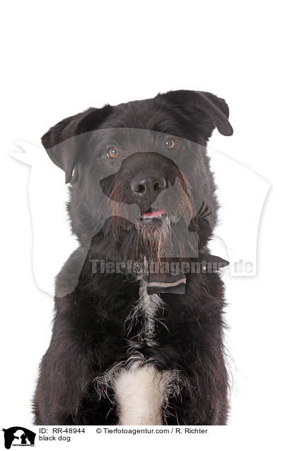 schwarzer Hund / black dog / RR-48944