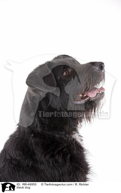 schwarzer Hund / black dog / RR-48950