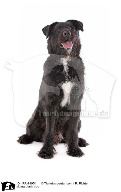 sitzender schwarzer Hund / sitting black dog / RR-48951