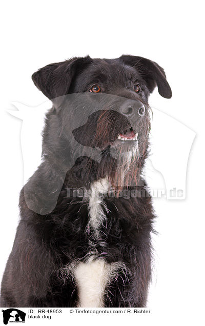 schwarzer Hund / black dog / RR-48953